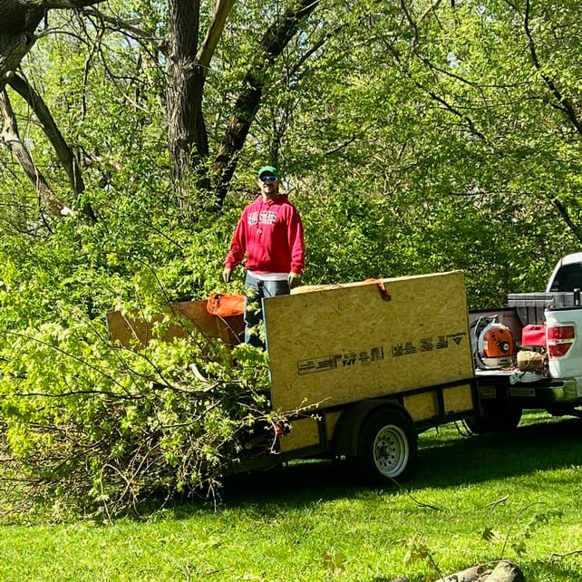 Tree Removal #2