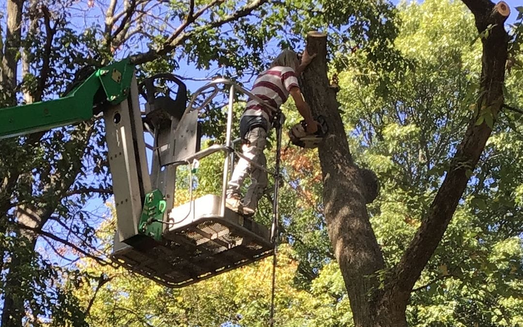 Tree Removal #9