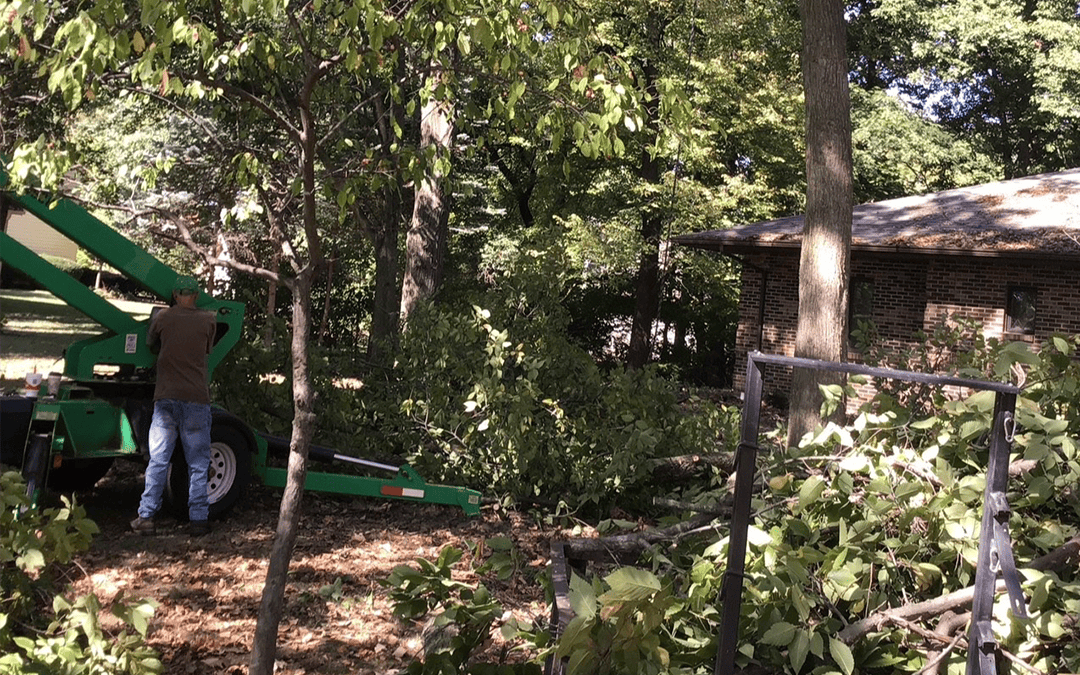 Tree Removal #3