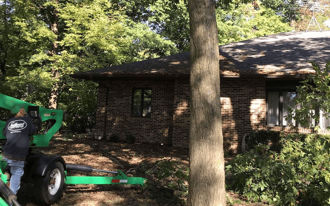 Tree Removal #4