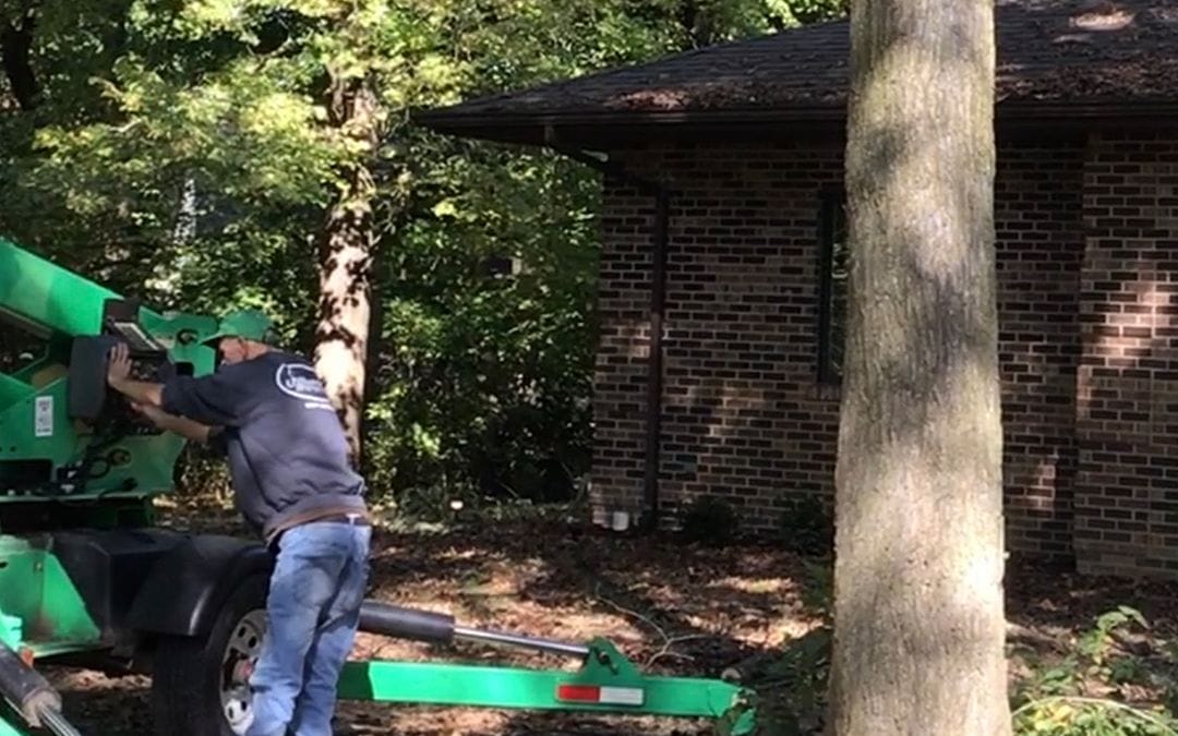Tree Removal #7