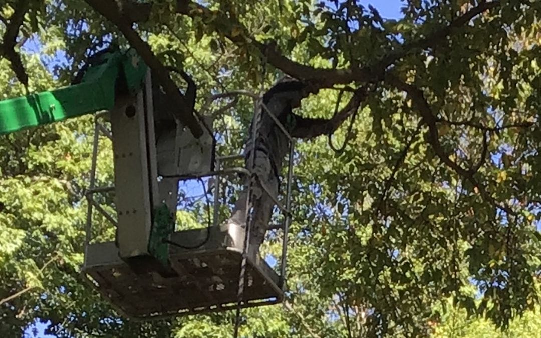 Tree Removal #8
