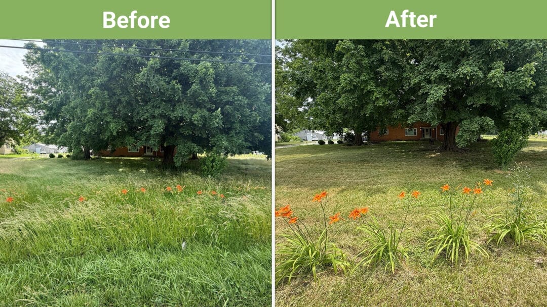 Mowing Before & After #3