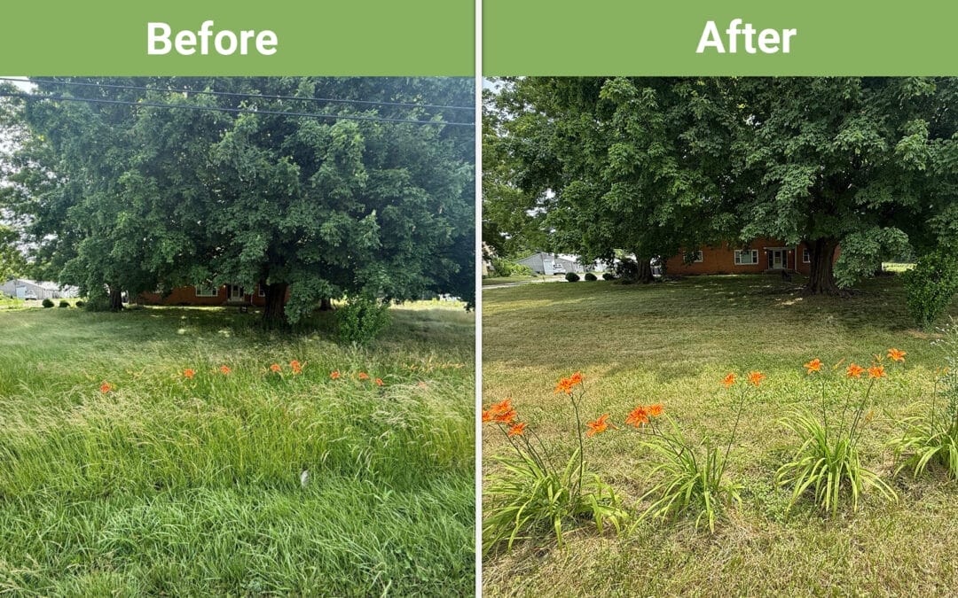 Mowing Before & After #3